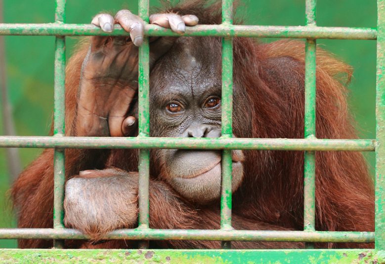 Legal Update - Animal Law