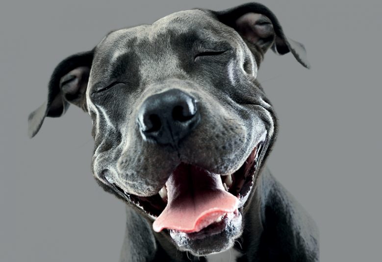 Dog image