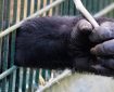 chimp