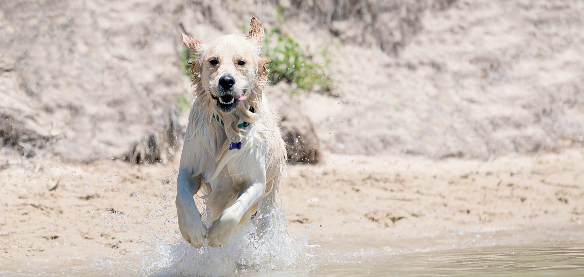 Dog running through the water