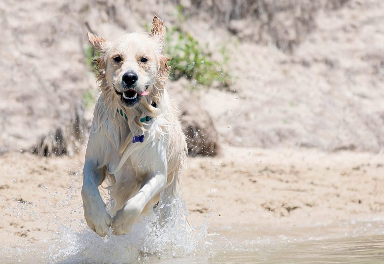 Dog running through the water