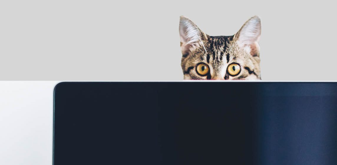cat and laptop