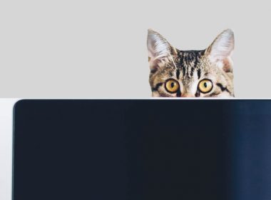 cat and laptop
