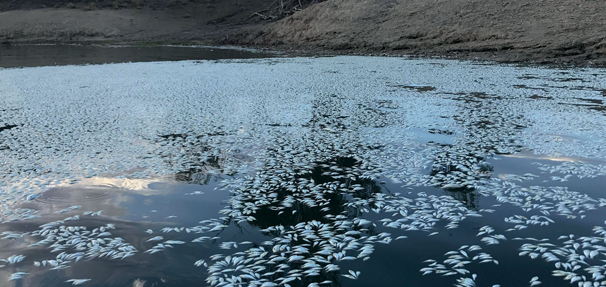 Dead fish in the Murray Darling