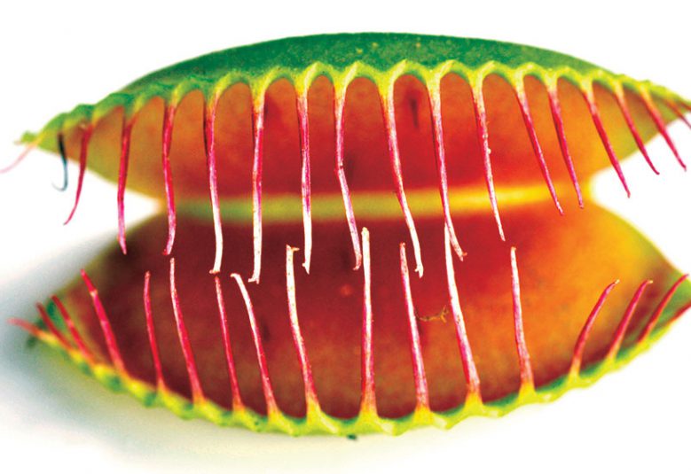 A carnivorous plant on a white background