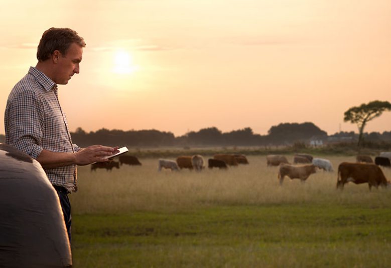 Farmer looks at his phone, with cows in the background